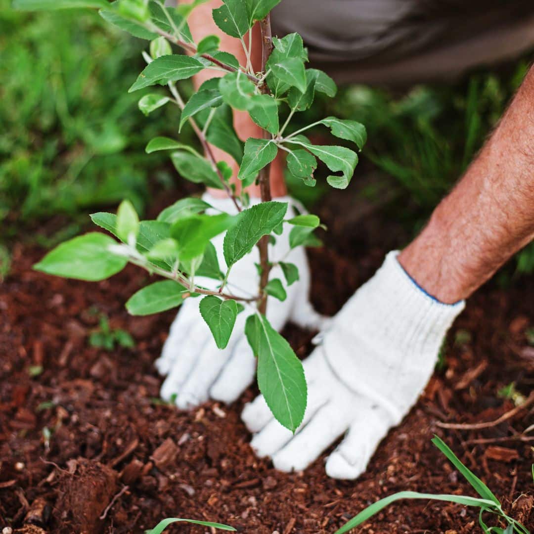 Jardineiro plantando muda para ornamentação de jardim