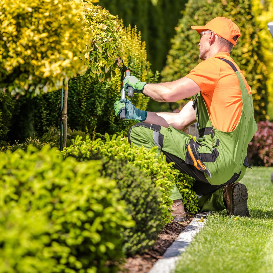 Jardineiro realizando serviço de jardinagem no Rio de Janeiro com poda em planta para jardim impecável