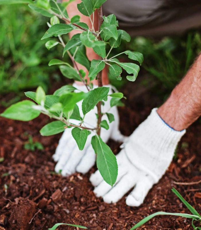 Jardineiro plantando muda para ornamentação de jardim